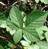 ostružiník lemový <i>(Rubus apricus)</i> / List