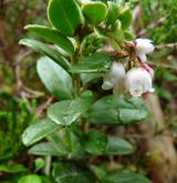 brusnice brusinka <i>(Vaccinium vitis-idaea)</i> / Květ/Květenství