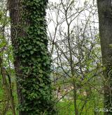 břečtan popínavý <i>(Hedera helix)</i> / Habitus