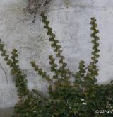 břečtan popínavý <i>(Hedera helix)</i> / Habitus