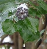 břečtan popínavý <i>(Hedera helix)</i> / Plod