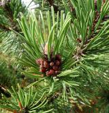 borovice kleč <i>(Pinus mugo)</i> / Květ/Květenství