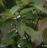 svída bílá <i>(Cornus alba)</i> / List