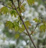 javor mléč <i>(Acer platanoides)</i> / List