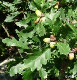 dub zimní <i>(Quercus petraea)</i> / List