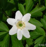 sasanka hajní <i>(Anemone nemorosa)</i> / Květ/Květenství