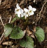 violka bílá <i>(Viola alba)</i> / Habitus