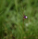vikev hrachorovitá <i>(Vicia lathyroides)</i> / Květ/Květenství