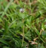 rozrazil břečťanolistý <i>(Veronica hederifolia)</i> / Habitus