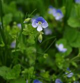 rozrazil nitkovitý <i>(Veronica filiformis)</i> / Květ/Květenství