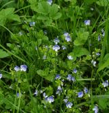 rozrazil nitkovitý <i>(Veronica filiformis)</i> / Detail porostu