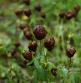 jetel hnědý <i>(Trifolium badium)</i> / Květ/Květenství