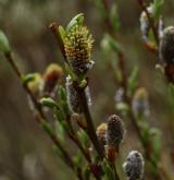 vrba laponská <i>(Salix lapponum)</i> / Květ/Květenství