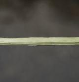vrba ušatá <i>(Salix aurita)</i> / Stonek