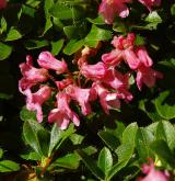 pěnišník chlupatý <i>(Rhododendron hirsutum)</i> / Květ/Květenství
