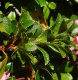 pěnišník chlupatý <i>(Rhododendron hirsutum)</i>