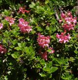 pěnišník chlupatý <i>(Rhododendron hirsutum)</i> / Habitus