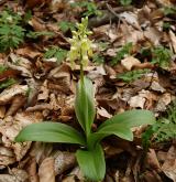 vstavač bledý <i>(Orchis pallens)</i> / Habitus