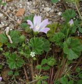 sléz přehlížený <i>(Malva neglecta)</i> / Habitus