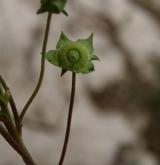 sléz přehlížený <i>(Malva neglecta)</i> / Plod