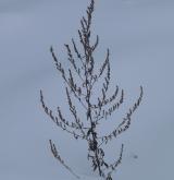 pelyněk černobýl <i>(Artemisia vulgaris)</i> / Habitus