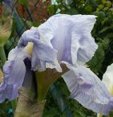 kosatec německý <i>(Iris germanica)</i> / Květ/Květenství