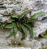 sleziník červený <i>(Asplenium trichomanes)</i> / Habitus