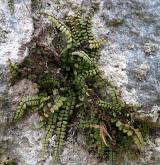 sleziník červený <i>(Asplenium trichomanes)</i> / Habitus