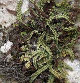 sleziník červený <i>(Asplenium trichomanes)</i> / Habitus