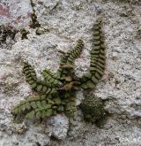 sleziník červený <i>(Asplenium trichomanes)</i> / Habitus