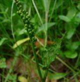 vratička heřmánkolistá <i>(Botrychium matricariifolium)</i> / Habitus