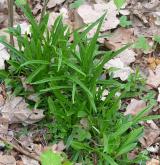 zvonek broskvolistý <i>(Campanula persicifolia)</i> / Ostatní