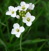 řeřišnice luční <i>(Cardamine pratensis)</i> / Květ/Květenství