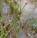 ostřice šedavá <i>(Carex canescens)</i> / Plod