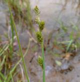 ostřice šedavá <i>(Carex canescens)</i> / Plod