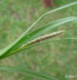 ostřice srstnatá <i>(Carex hirta)</i> / Plod