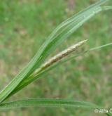 ostřice srstnatá <i>(Carex hirta)</i> / Plod