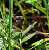 ostřice šlahounovitá <i>(Carex chordorrhiza)</i> / Plod