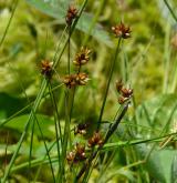 ostřice šlahounovitá <i>(Carex chordorrhiza)</i> / Habitus