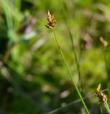 ostřice šlahounovitá <i>(Carex chordorrhiza)</i> / Plod