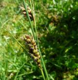 ostřice plstnatoplodá <i>(Carex lasiocarpa)</i> / Květ/Květenství