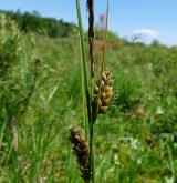 ostřice plstnatoplodá <i>(Carex lasiocarpa)</i> / Květ/Květenství