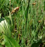 ostřice bažinná <i>(Carex limosa)</i> / Plod