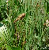 ostřice bažinná <i>(Carex limosa)</i> / Plod