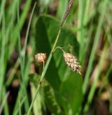 ostřice bažinná <i>(Carex limosa)</i> / Plod