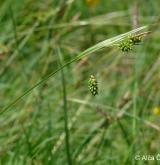 ostřice bledavá <i>(Carex pallescens)</i> / Plod