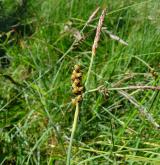 ostřice prosová <i>(Carex panicea)</i> / Plod