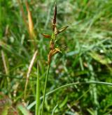 ostřice chudokvětá <i>(Carex pauciflora)</i> / Plod