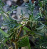 vranožka šupinatá  <i>(Coronopus squamatus)</i> / Květ/Květenství