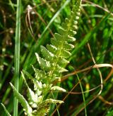 kapraď hřebenitá <i>(Dryopteris cristata)</i> / List